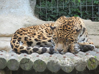 Close-up of léopard  in zoo