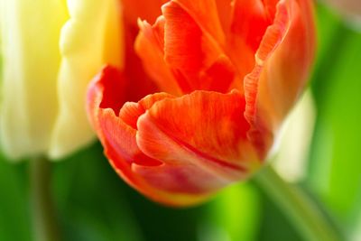 Close-up of red tulip