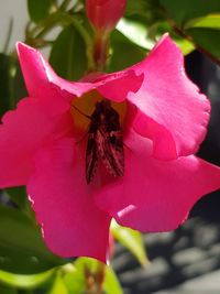 Close-up of insect on pink flower