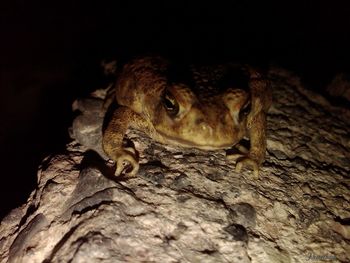 Close-up of lizard on tree trunk at night