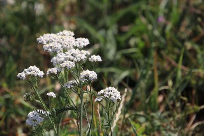 Close-up of white flowering plant on field