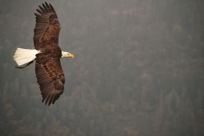 Close-up of eagle flying