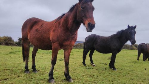 Horses standing on field against sky