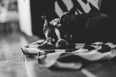 Close-up portrait of dog relaxing on floor