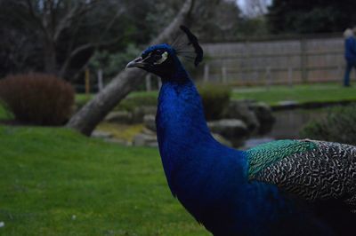 Close-up of peacock on field