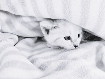 Close-up of cat lying on bed