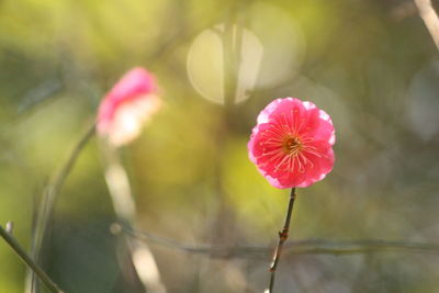 Close-up of pink flower