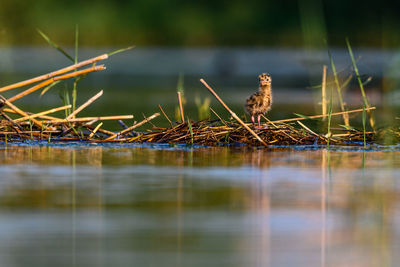 Close-up of bird perching on wood