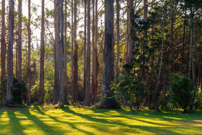 Pine trees in forest