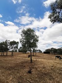 Trees on field against sky