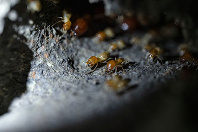 Close-up of ant on wood