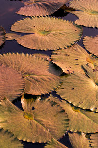 High angle view of leaves floating on water