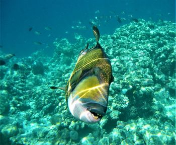 Close-up of fish swimming in water