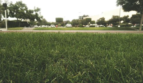 grass
