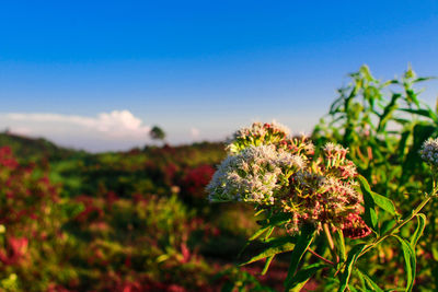 Close-up of flowering plant on field against blue sky