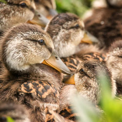 Close-up of young bird