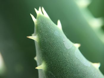 Close-up of aloe vera plant