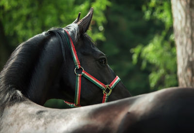 Horse looking away while standing against trees