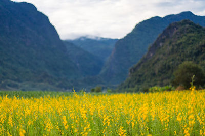 Yellow flowering plants on field against mountains