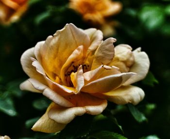 Close-up of flowers blooming outdoors