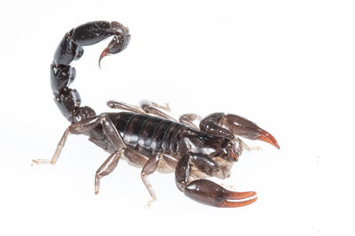 scorpion