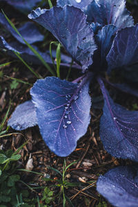 Close-up of water drops on leaves