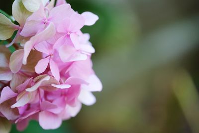 Close-up of pink cherry blossoms