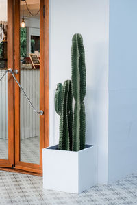 Potted plant on floor against wall in building