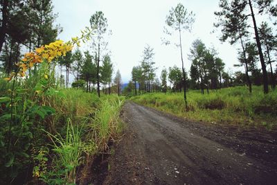 Road amidst trees against sky