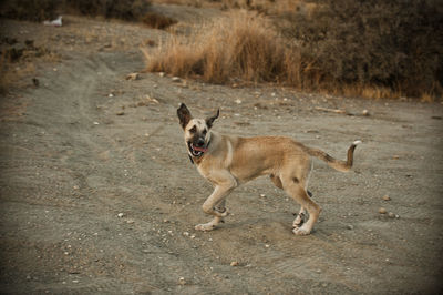 Portrait of dog running on land