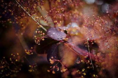 Close-up of fresh wet cherry blossom tree during autumn