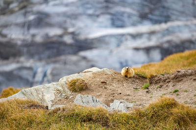 Close-up of lizard on rock