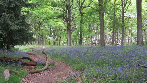 Trees in forest