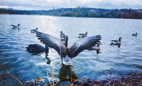 Birds flying over lake against sky