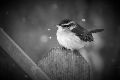 Close-up of bird perching on wood