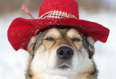 Close-up portrait of a dog