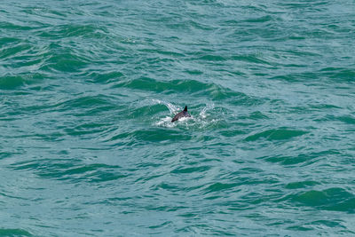 View of fishes swimming in sea