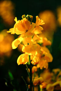 Close-up of yellow flowering plant on field