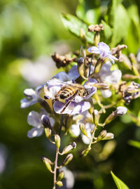 Close-up of bee on flower