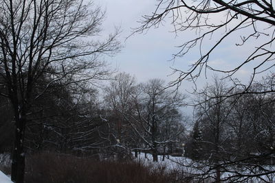 Trees against sky