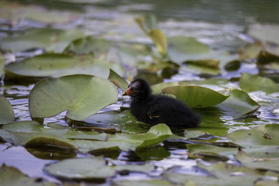 Duck swimming in a lake
