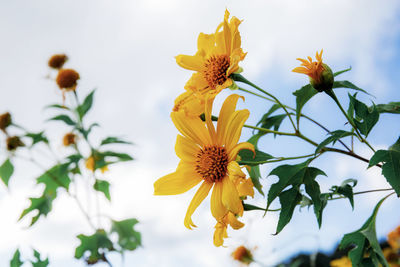 Close-up of yellow flowering plant