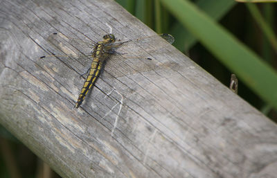 Close-up of dragonfly on wood