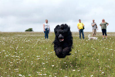 Portrait of dog on field against sky