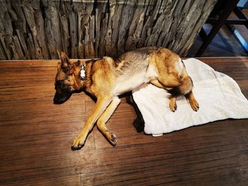 High angle view of dog lying on wooden floor