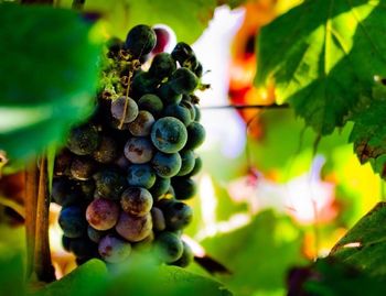 Close-up of grapes