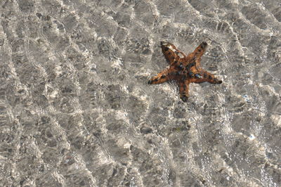 High angle view of starfish on beach