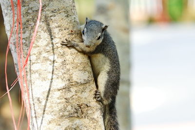 Close-up of squirrel sitting on branch