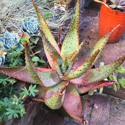High angle view of cactus
