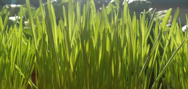 Close-up of grass